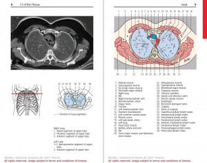 anatomia-radiologica-2