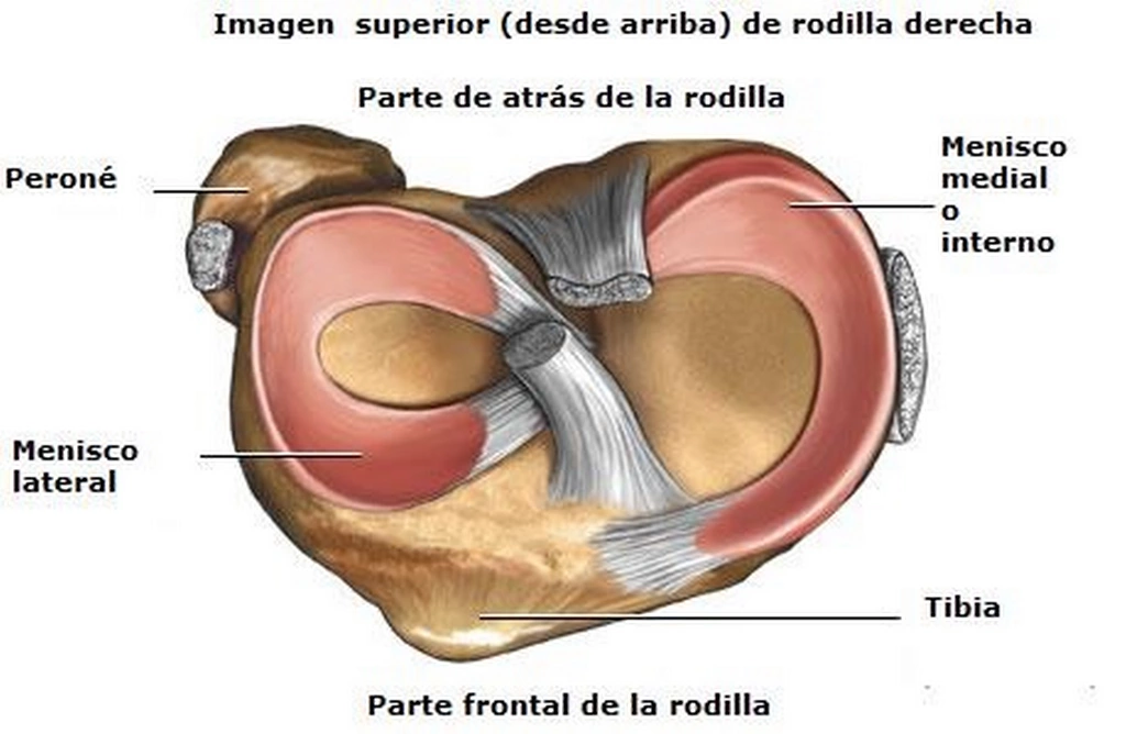 Anatomía de los meniscos